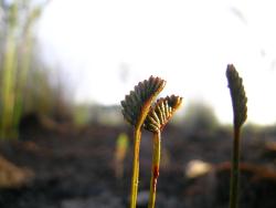 Schizaea bifida: fertile portions of fronds.
 Image: L.R. Perrie © Te Papa 2012 CC BY-NC 3.0 NZ